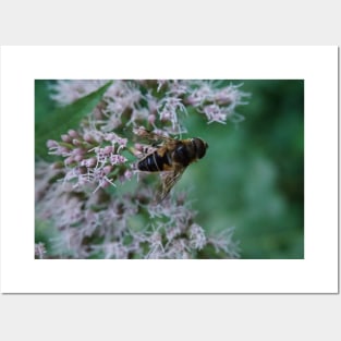 Bee And Moth On Water Hemp Flower Posters and Art